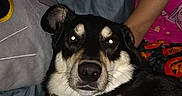 Blacky is registered to the contest to win money with this photo: dog, pet, couch, indoor, pillow, fur, animal, resting, black_and_tan, collar, person, arm, blanket, casual, home, comfortable, relaxed, seated, looking, night