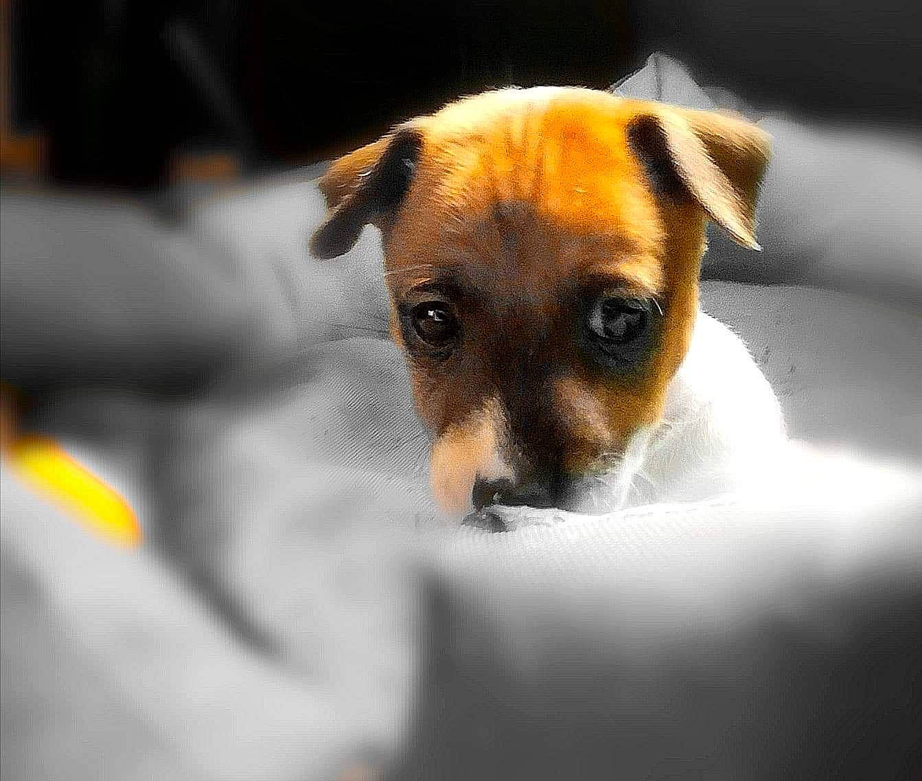 Malicia a rejoint le concours — aidez-le/la à gagner de superbes lots ! canidae, carnivore, companion_dog, danish_swedish_farmdog, dog, dog_breed, feist, irishjacks, jack_russell_terrier, mammal, nose, parson_russell_terrier, potcake_dog, puppy, rare_breed_dog, russell_terrier, snout, sporting_group, vertebrate, whiskers