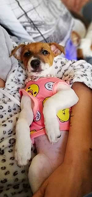 Malicia a rejoint le concours — aidez-le/la à gagner de superbes lots ! canidae, carnivore, companion_dog, dog, dog_breed, dog_clothes, dog_toy, jack_russell_terrier, miniature_fox_terrier, parson_russell_terrier, paw, puppy, puppy_love, rat_terrier, russell_terrier, tenterfield_terrier