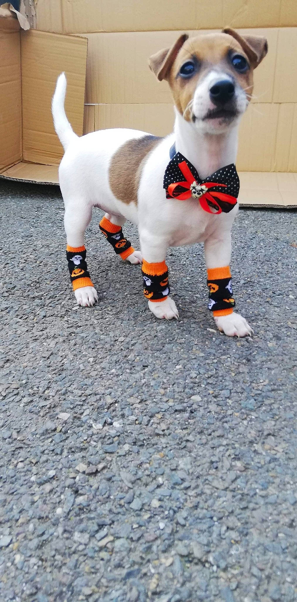 Malicia participe au concours pour gagner de l'argent avec cette photo : brazilian_terrier, canidae, carnivore, collar, companion_dog, danish_swedish_farmdog, dog, dog_breed, dog_clothes, feist, jack_russell_terrier, leash, mammal, parson_russell_terrier, rare_breed_dog, rat_terrier, russell_terrier, tail, tenterfield_terrier, treeing_feist