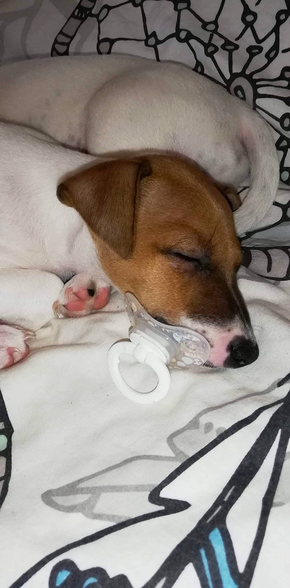 Malicia participe au concours pour gagner de l'argent avec cette photo : canidae, carnivore, companion_dog, dog, dog_breed, ear, fawn, fox_terrier, jack_russell_terrier, mammal, nap, nose, parson_russell_terrier, puppy, russell_terrier, smooth_fox_terrier, snout, vertebrate, whiskers