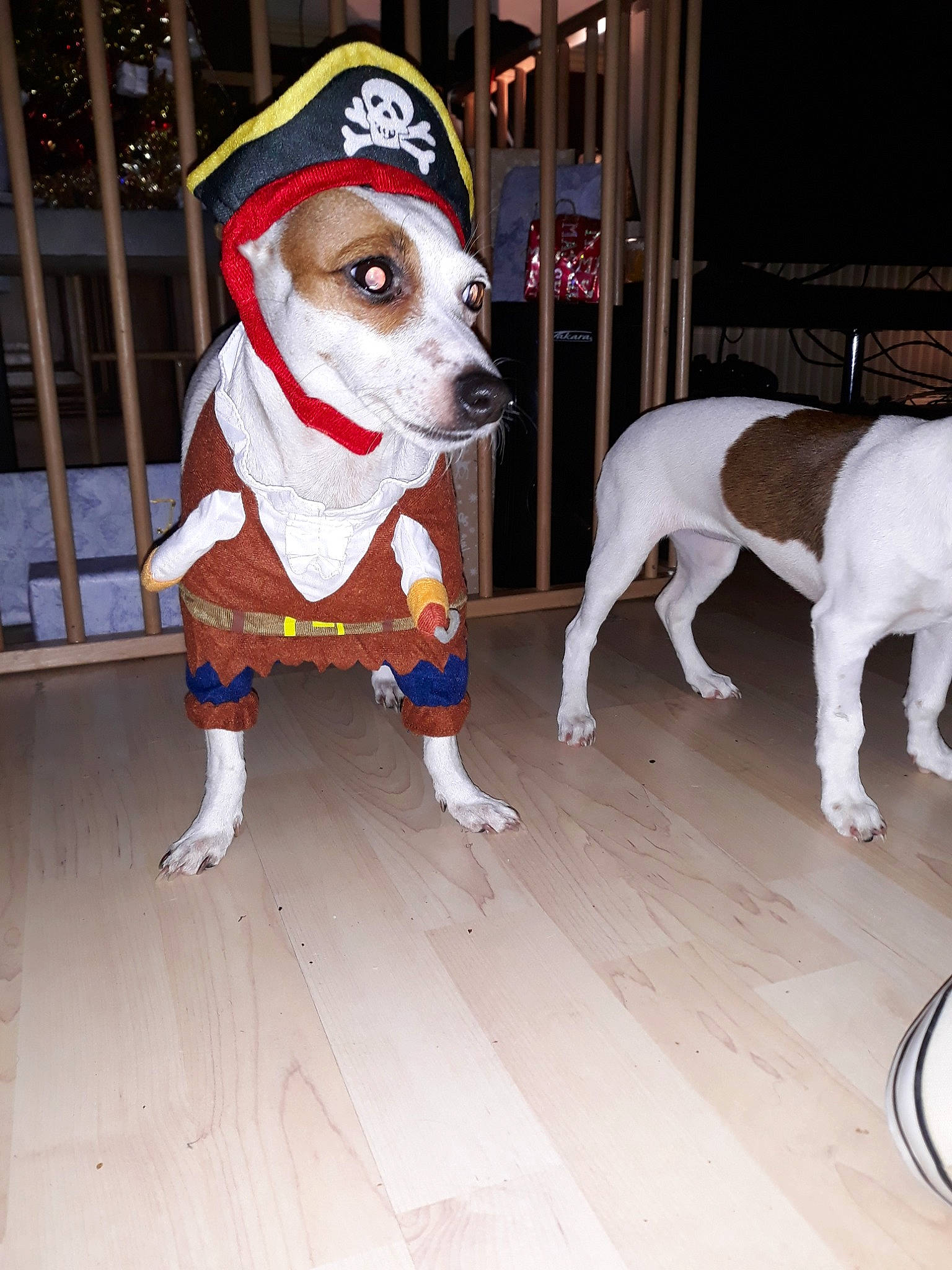 Jina a rejoint le concours — aidez-le/la à gagner de superbes lots ! american_staffordshire_terrier, canidae, carnivore, companion_dog, dog, dog_breed, dog_clothes, fawn, jack_russell_terrier, mammal, pit_bull, russell_terrier, snout, sporting_group, tail, terrier