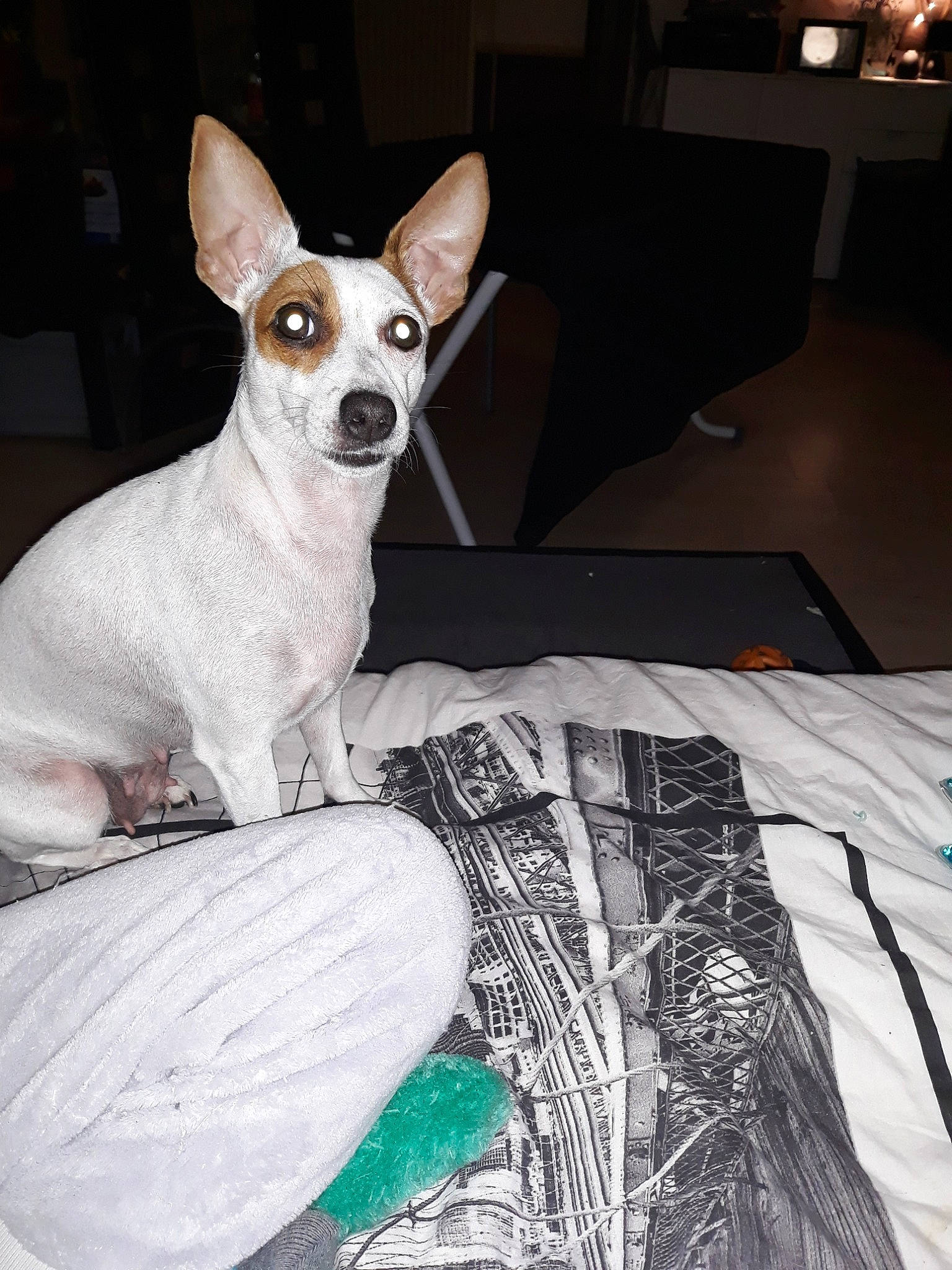 Jina a rejoint le concours — aidez-le/la à gagner de superbes lots ! canidae, carnivore, companion_dog, dog, dog_breed, ear, english_toy_terrier, feist, fox_terrier, mammal, miniature_fox_terrier, rare_breed_dog, rat_terrier, russell_terrier, teddy_roosevelt_terrier, tenterfield_terrier, terrier, toy_fox_terrier, vertebrate, whiskers
