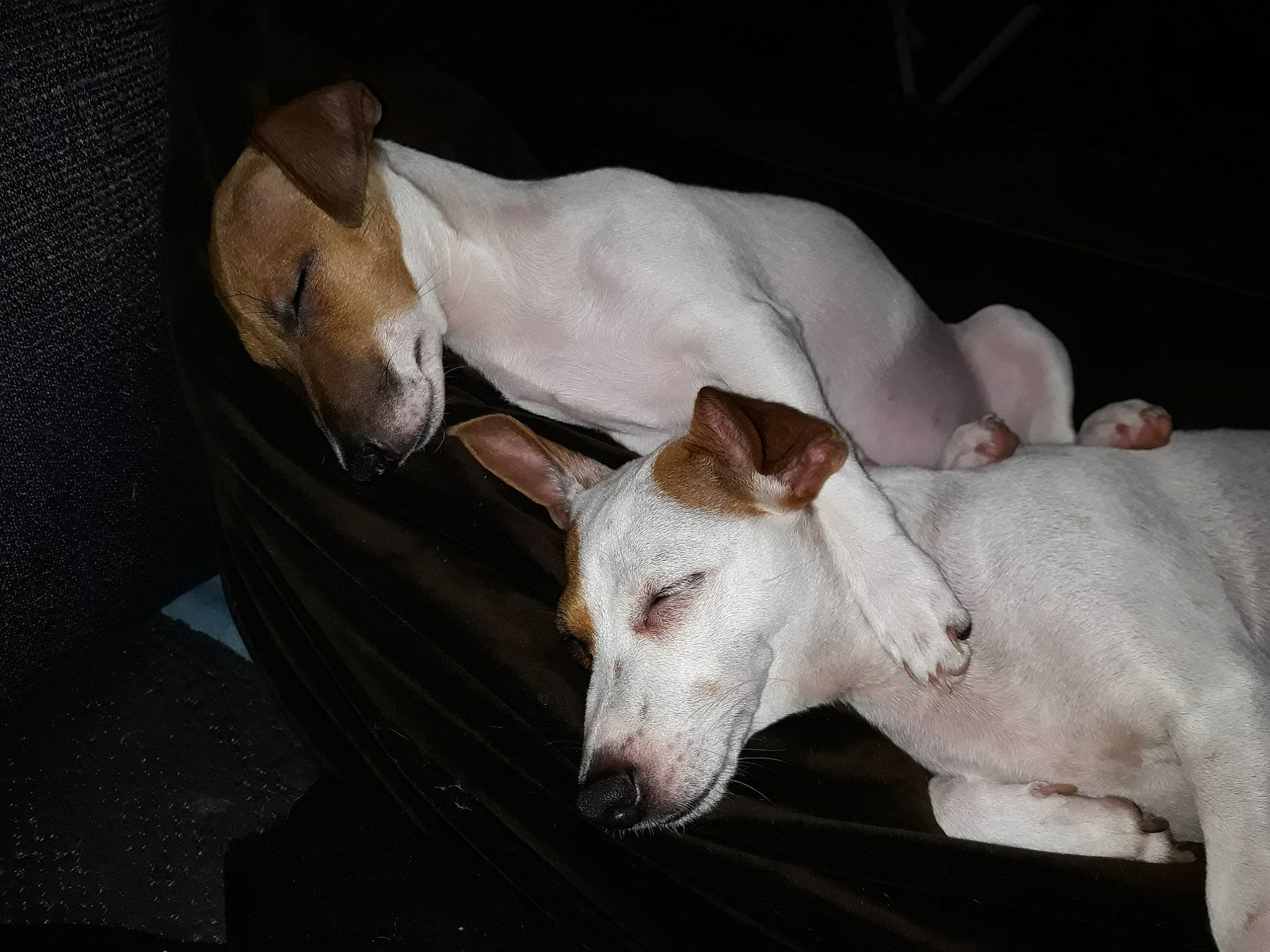 Jina participe au concours pour gagner de l'argent avec cette photo : bull_terrier, bull_terrier_miniature, canidae, carnivore, dog, dog_breed, ear, english_white_terrier, fawn, ibizan_hound, mammal, non_sporting_group, rare_breed_dog, snout, vertebrate