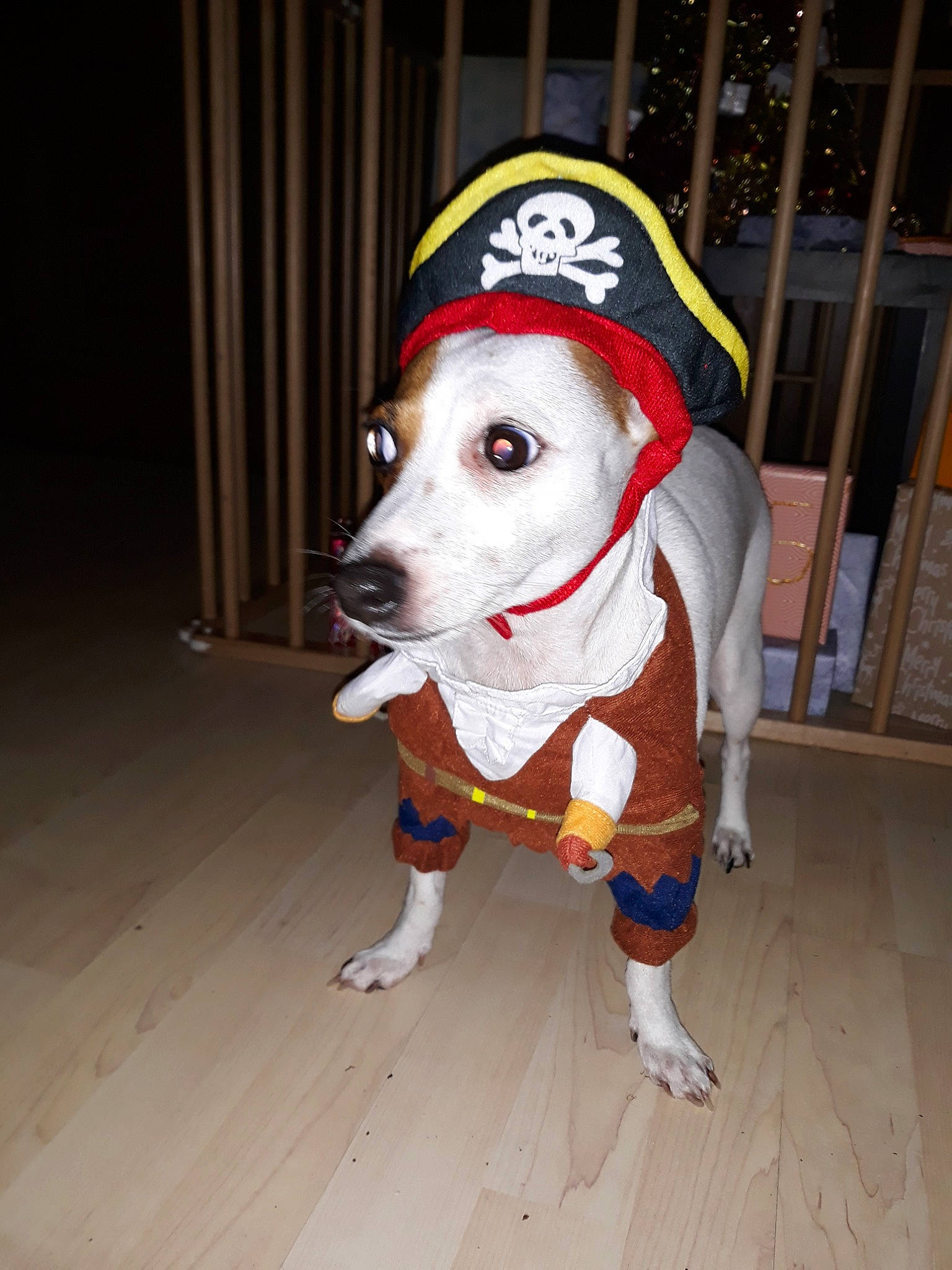 Jina a rejoint le concours — aidez-le/la à gagner de superbes lots ! american_staffordshire_terrier, canidae, carnivore, companion_dog, costume, dog, dog_breed, dog_clothes, jack_russell_terrier, mammal, pit_bull, snout, sporting_group