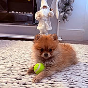 Honey joined the competition — help win amazing prizes! puppy, dog, tennis_ball, rug, knit_rug, indoor, decor, santa_figurine, holiday, christmas, furry, cute, pet, small_dog, brown_dog, toy, cozy, carpet, living_room, relaxing