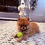puppy, dog, tennis_ball, rug, knit_rug, indoor, decor, santa_figurine, holiday, christmas, furry, cute, pet, small_dog, brown_dog, toy, cozy, carpet, living_room, relaxing