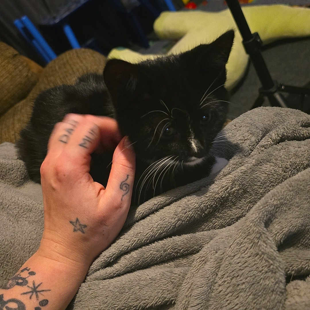 Shadow joined the competition — help win amazing prizes! animal, baby, blanket, bodypart, cat, couch, face, finger, furniture, hand, head, kitten, manx, person, pet, photography, portrait, skin, tattoo, wrist