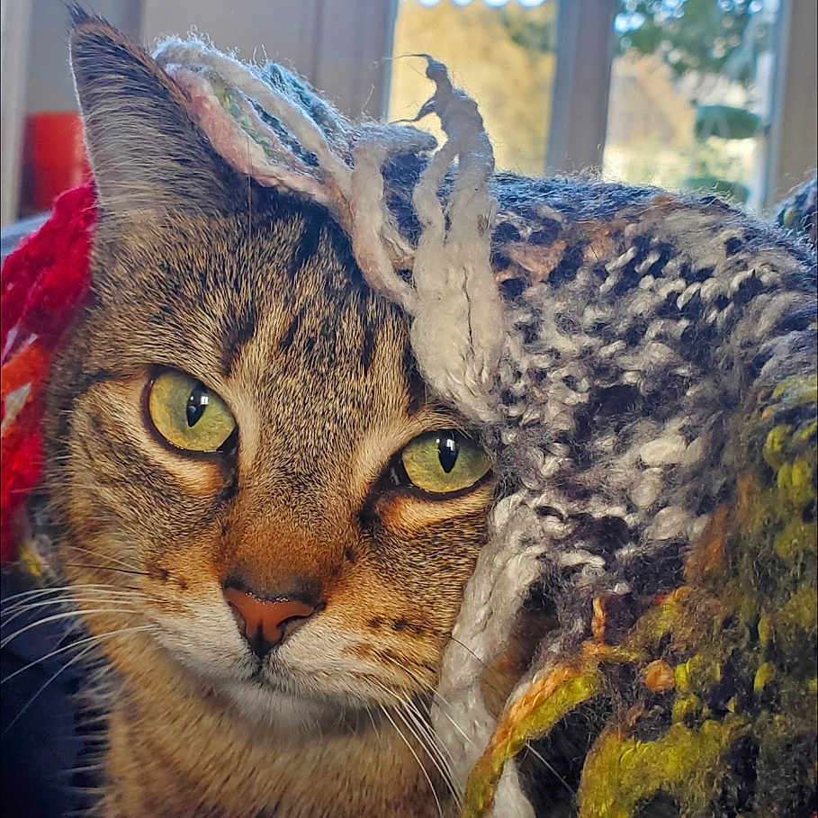 Lili participe au concours pour gagner de l'argent avec cette photo : animal, background_blur, cat, close_up, colorful_yarn, cozy, curious, daylight, feline, fur, green_eyes, houseplant, indoor, knitted_blanket, natural_light, pet, portrait, tabby_cat, whiskers, window