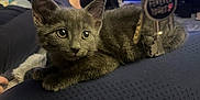 Gus is registered to the contest to win money with this photo: kitten, cat, gray_cat, pet, indoor, person, legs, keys, television, furniture, cozy, relaxing, home, curious, animal, young_cat, resting, closeup, domestic_cat, cute