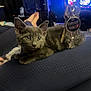 kitten, cat, gray_cat, pet, indoor, person, legs, keys, television, furniture, cozy, relaxing, home, curious, animal, young_cat, resting, closeup, domestic_cat, cute