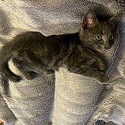 Gus joined the competition — help win amazing prizes! kitten, gray_cat, pet, animal, feline, cute, domestic_cat, fur, whiskers, ears, eyes, blanket, soft, texture, resting, indoor, cozy, lying_down, sleepy, young