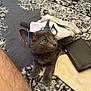 Gus joined the competition — help win amazing prizes! kitten, gray_cat, pet, indoor, curious, wire, ears, wallet, fabric, rug, patterned_rug, floor, furniture, person_leg, closeup, animal, cute, young_cat, whiskers, domestic_cat