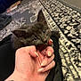 Gus is registered to the contest to win money with this photo: kitten, cat, hand, fingernails, tattoo, rug, patterned_rug, indoor, pet, cute, playful, person, manicure, fingers, paw, fur, closeup, domestic, cozy, curious