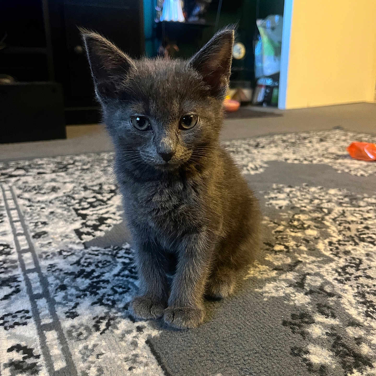 Gus joined the competition — help win amazing prizes! animal, carpet, curious, cute, decor, domestic_cat, ears, feline, floor, furniture, gray_cat, home, indoor, kitten, pet, sitting, small_animal, soft_light, whiskers, young