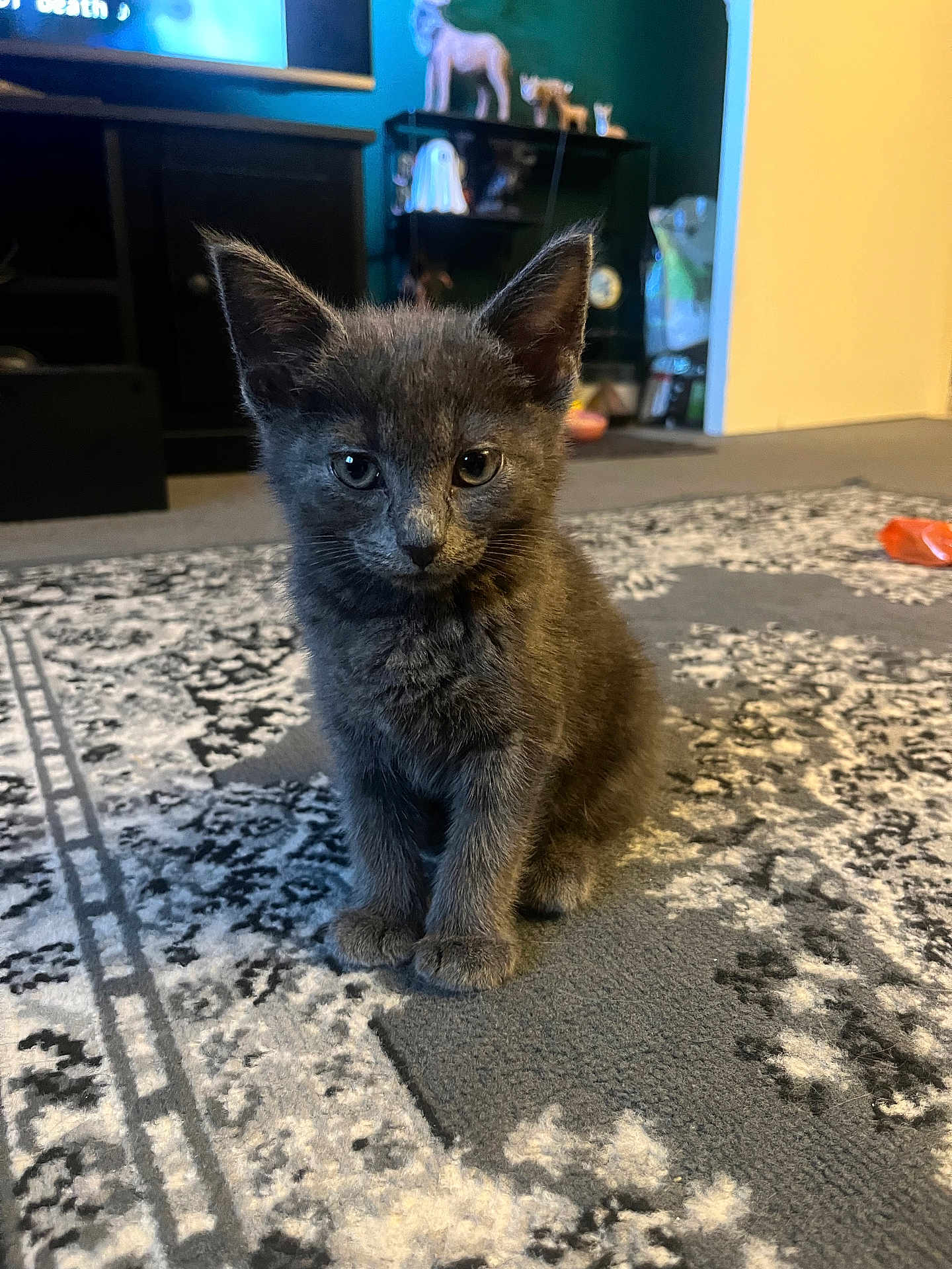 Gus joined the competition — help win amazing prizes! kitten, gray_cat, indoor, carpet, floor, pet, small_animal, cute, feline, sitting, young, animal, domestic_cat, curious, ears, whiskers, home, furniture, decor, soft_light