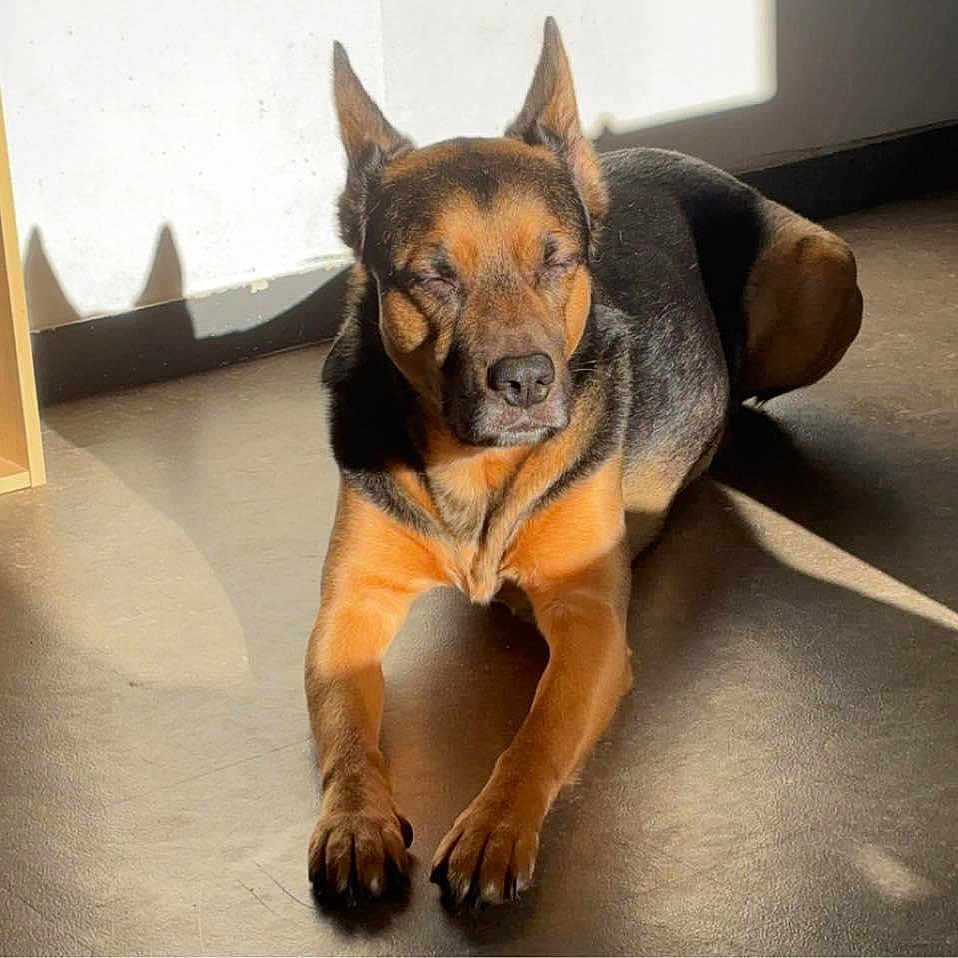 Nox a rejoint le concours — aidez-le/la à gagner de superbes lots ! animal, bulldog, canine, chihuahua, dog, dogbed, frenchbulldog, germanshepherd, hardwood, hound, person, pet, policedog, puppy, sleeping, snout, stainedwood, wood