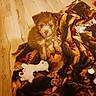 puppy, dog, pet, fluffy, brown_and_white, sitting, portrait, indoors, blanket, bed, plush_toy, toy, cute, adorable, fur, animal, cozy, warm_lighting, wood_floor, home