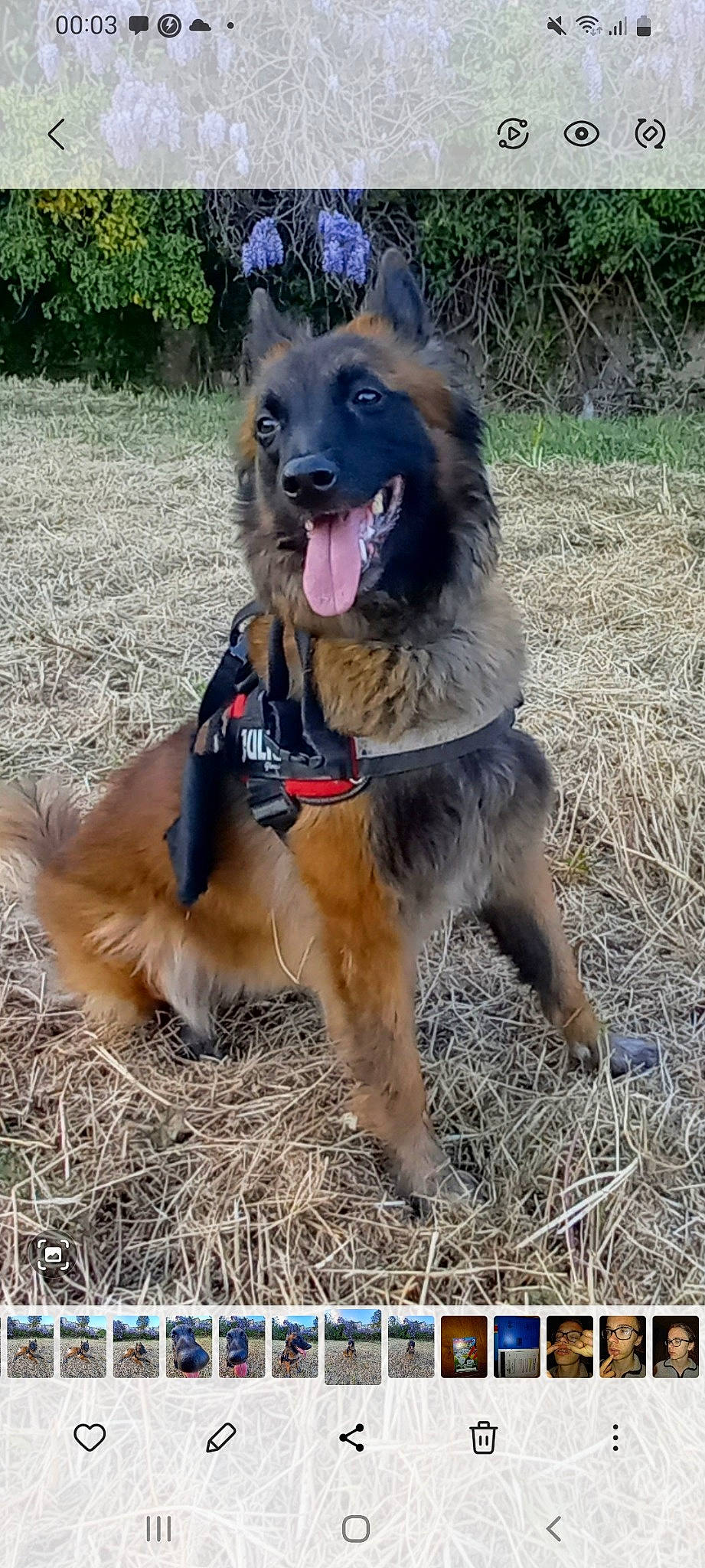 Nausicaa a rejoint le concours — aidez-le/la à gagner de superbes lots ! canidae, carnivore, collar, companion_dog, dog, dog_breed, dog_collar, dog_supply, fang, fawn, german_shepherd_dog, grass, guard_dog, leash, old_german_shepherd_dog, pet_supply, soil, tail, tervuren, working_dog