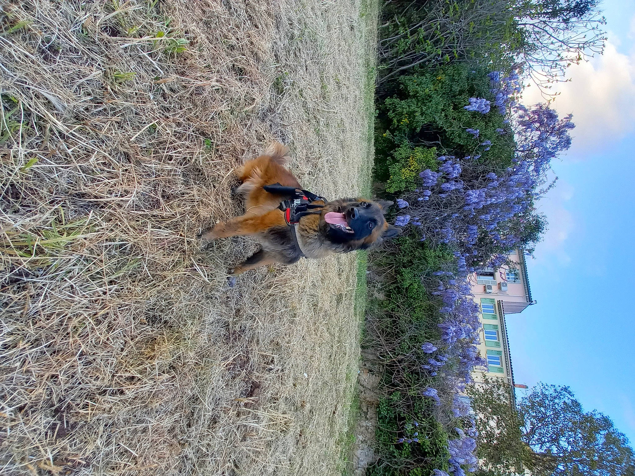 Nausicaa a rejoint le concours — aidez-le/la à gagner de superbes lots ! carnivore, cloud, companion_dog, corgi_chihuahua, dog, dog_breed, electric_blue, fawn, grass, plant, sky, soil, tree, trunk, wood