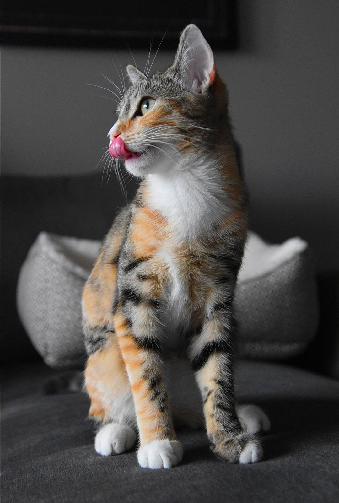 Millie a rejoint le concours — aidez-le/la à gagner de superbes lots ! aegean_cat, american_curl, american_shorthair, american_wirehair, asian, carnivore, cat, claw, domestic_short_haired_cat, dragon_li, european_shorthair, felidae, kitten, mammal, paw, polydactyl_cat, small_to_medium_sized_cats, tabby_cat, vertebrate, whiskers