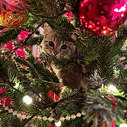 Flore a rejoint le concours — aidez-le/la à gagner de superbes lots ! animal, cat, christmas, christmas_tree, close_up, curious, cute, decorations, festive, greenery, holiday, indoor, kitten, lights, ornaments, pet, playful, red_ornament, string_lights, tree_branches