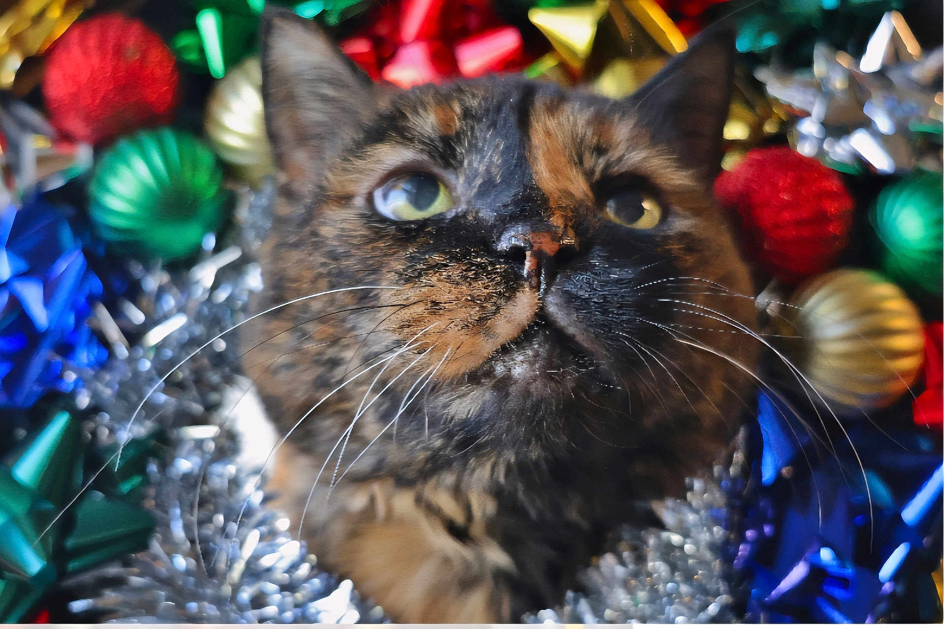Thelma is registered to the contest to win money with this photo: cat, tortoiseshell_cat, close_up, whiskers, green_eyes, holiday_decorations, tinsel, colorful_bows, festive, ornaments, cute, pet, feline, animal, indoor, celebration, shiny, decorative, soft_focus, portrait