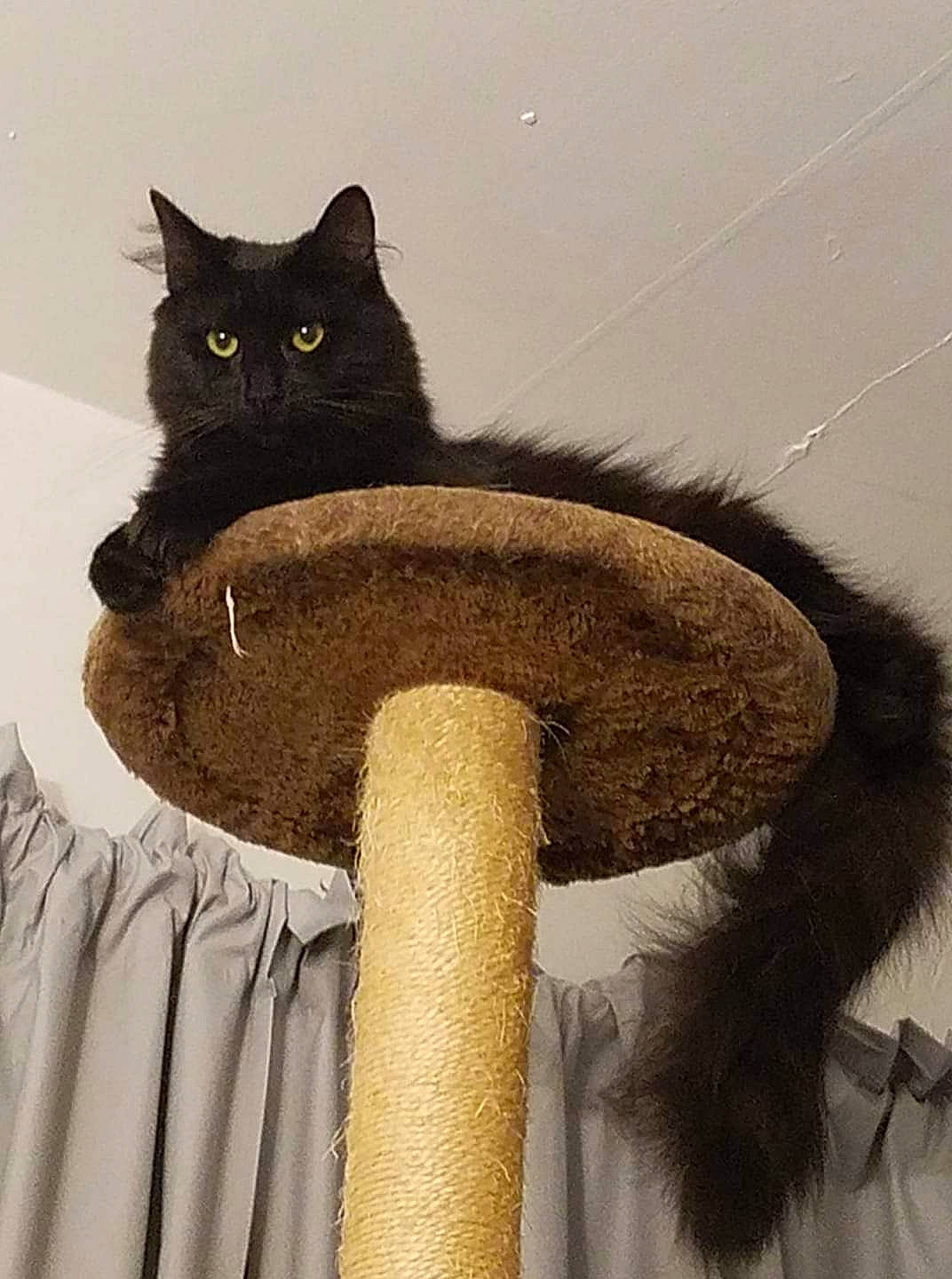 Nimbus is registered to the contest to win money with this photo: black_cat, carnivore, cat, fawn, felidae, fur, nebelung, small_to_medium_sized_cats, tail, whiskers