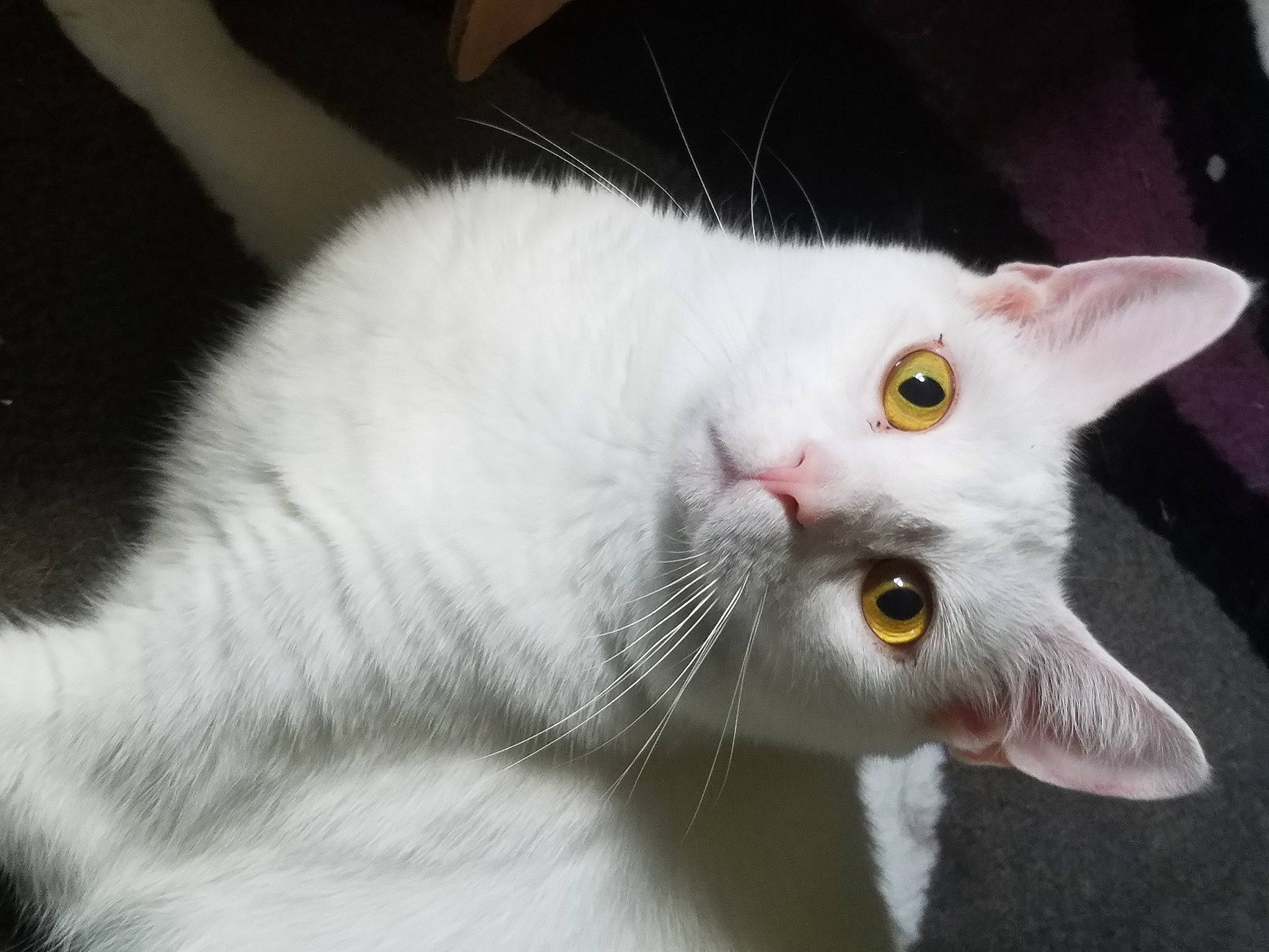 Buzz Lightning is registered to the contest to win money with this photo: aegean_cat, american_wirehair, burmilla, carnivore, cat, domestic_short_haired_cat, ear, eye, felidae, fur, khao_manee, kitten, mammal, small_to_medium_sized_cats, snout, turkish_angora, turkish_van, vertebrate, whiskers, white