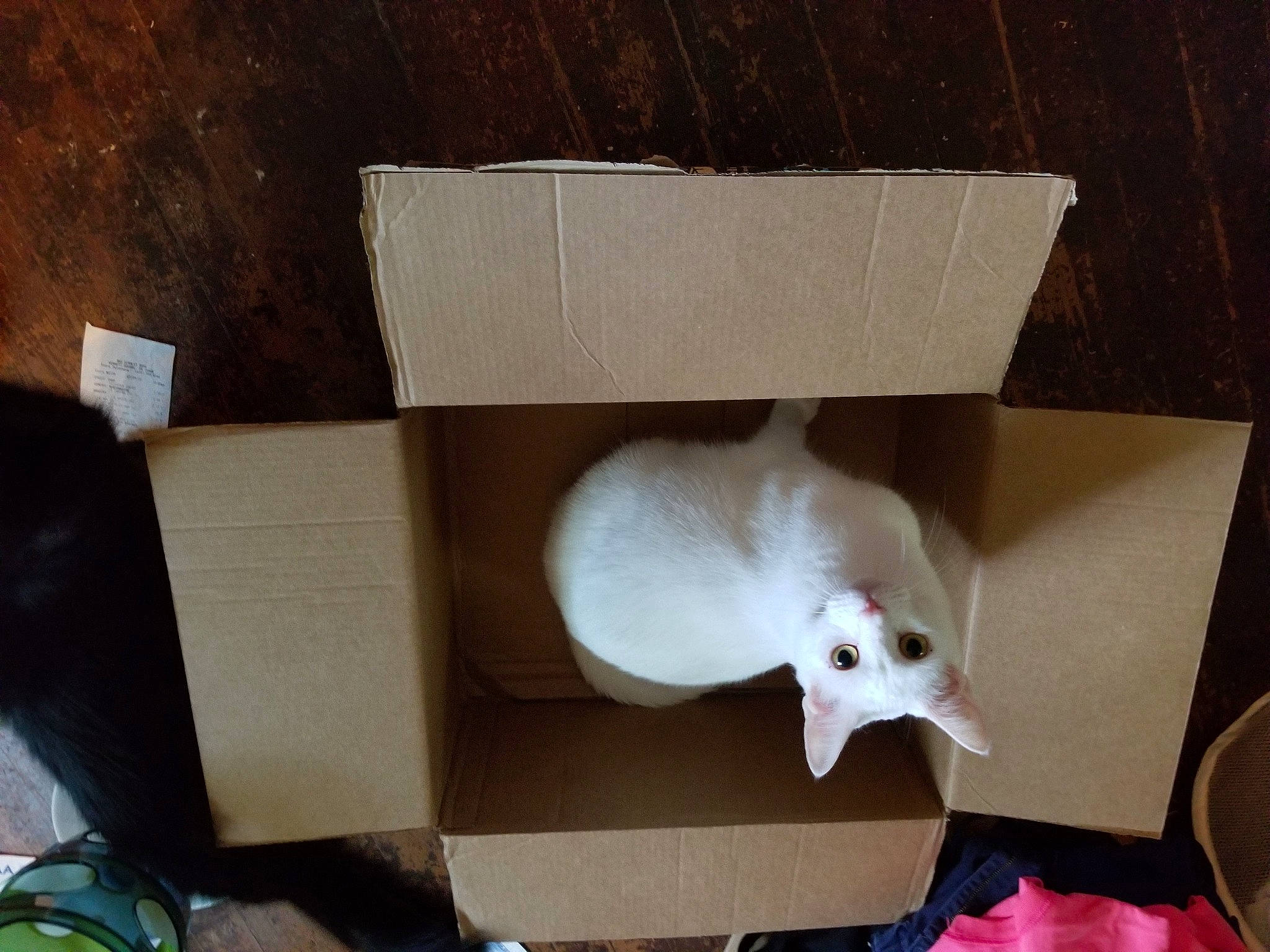 Buzz Lightning joined the competition — help win amazing prizes! cat, felidae, small_to_medium_sized_cats, tail