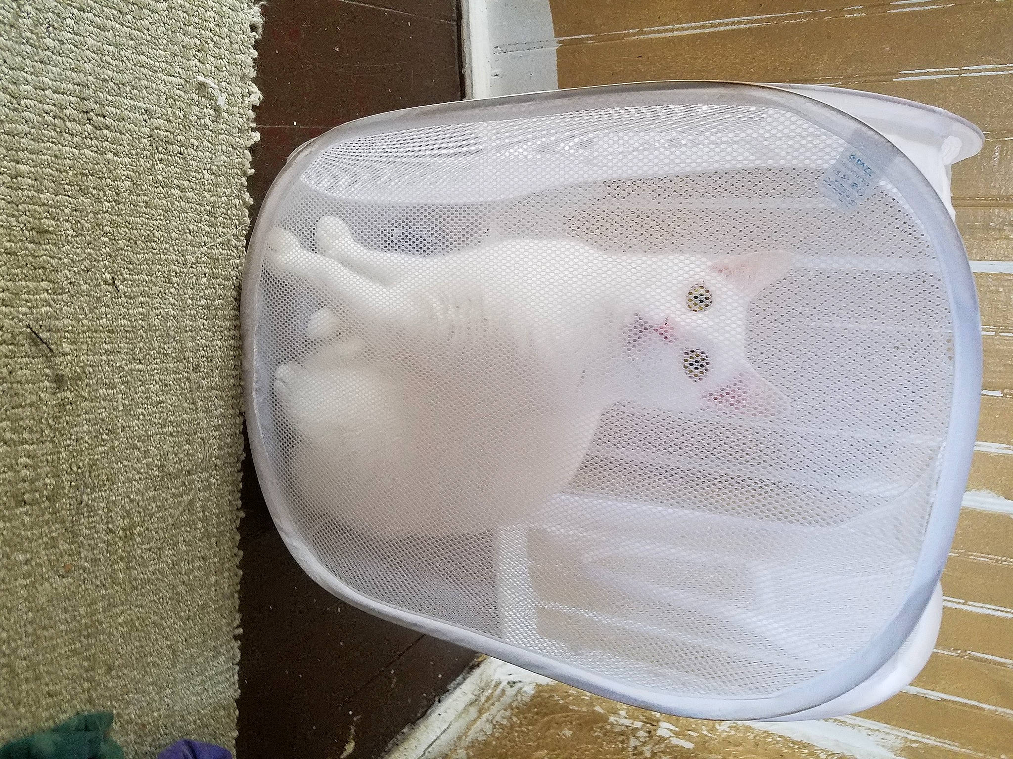 Buzz Lightning is registered to the contest to win money with this photo: cat, felidae, small_to_medium_sized_cats