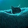 Felix is registered to the contest to win money with this photo: cat, blanket, furry, cozy, pet, animal, fur, texture, blue, indoor, resting, cute, sleepy, soft, closeup, mammal, whiskers, ears, comfort, relaxation