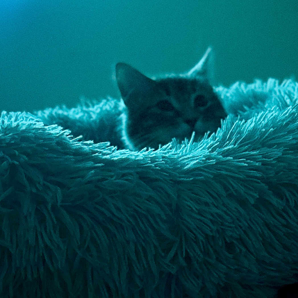 Felix