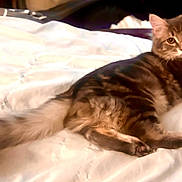 Felix joined the competition — help win amazing prizes! cat, tabby, fluffy, pet, animal, bed, white_bedspread, indoor, feline, resting, curious, tail, fur, cute, domestic, laying, mammal, whiskers, relaxed, looking