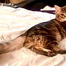 cat, tabby, fluffy, pet, animal, bed, white_bedspread, indoor, feline, resting, curious, tail, fur, cute, domestic, laying, mammal, whiskers, relaxed, looking