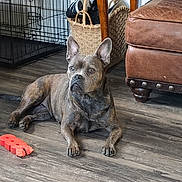 Toots joined the competition — help win amazing prizes! dog, brindle_coat, indoor, wooden_floor, chew_toy, leather_chair, basket, shoes, pet, animal, flooring, furniture, relaxed, calm, attentive, paw, ears, canine, domestic, home