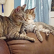 Sassy is registered to the contest to win money with this photo: cat, tabby_cat, feline, indoor, couch, brown_couch, two_cats, pets, animal, relaxed, resting, fur, whiskers, ears, paws, striped, domestic_cat, side_view, living_room, mop