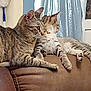 cat, tabby_cat, feline, indoor, couch, brown_couch, two_cats, pets, animal, relaxed, resting, fur, whiskers, ears, paws, striped, domestic_cat, side_view, living_room, mop