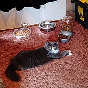 Bonnie joined the competition — help win amazing prizes! cat, gray_cat, white_paws, carpet, food_bowl, water_bowl, pet_food_dispenser, indoor, curious, relaxed, feline, house_pet, fur, whiskers, yellow_eyes, home, floor, feeding_area, domestic_cat, resting