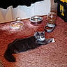cat, gray_cat, white_paws, carpet, food_bowl, water_bowl, pet_food_dispenser, indoor, curious, relaxed, feline, house_pet, fur, whiskers, yellow_eyes, home, floor, feeding_area, domestic_cat, resting