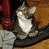 cat, tabby_cat, slipper, sock, carpet, wooden_furniture, indoor, pet, animal, feline, cozy, brown, gray, curious, fur, whiskers, paw, looking_up, resting, household