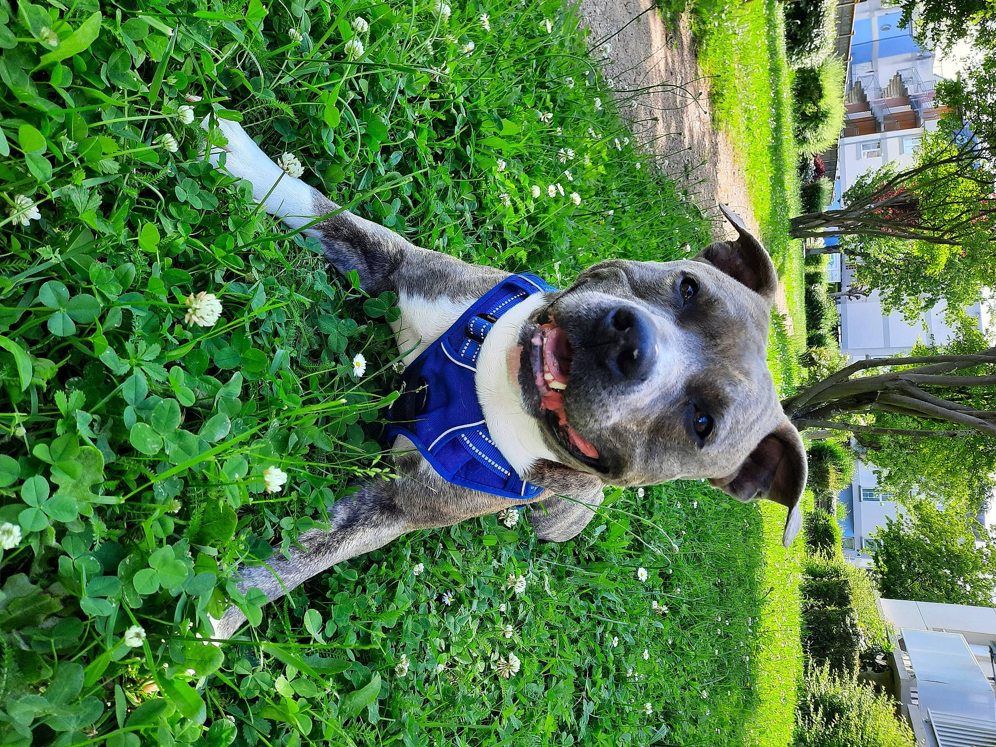 Tchek a rejoint le concours — aidez-le/la à gagner de superbes lots ! canidae, carnivore, collar, companion_dog, dog, dog_breed, dog_collar, dog_supply, electric_blue, fawn, garden, grass, groundcover, herb, plant, shrub, snout, sporting_group, tree, working_animal