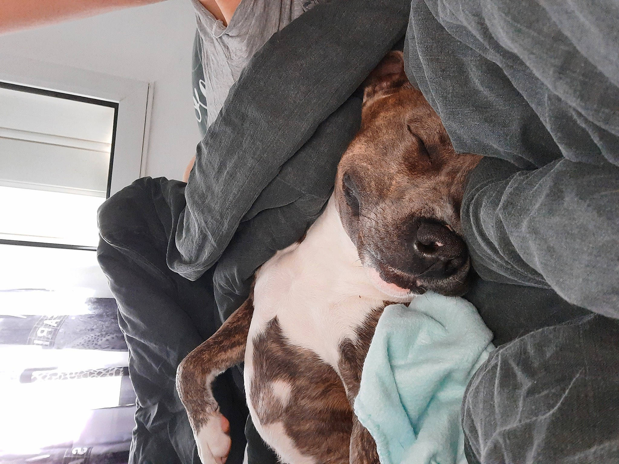 Tchek participe au concours pour gagner de l'argent avec cette photo : canidae, carnivore, collar, comfort, companion_dog, dog, dog_breed, dog_collar, dog_supply, fawn, fur, guard_dog, leash, non_sporting_group, paw, sporting_group, sunglasses, whiskers, working_animal