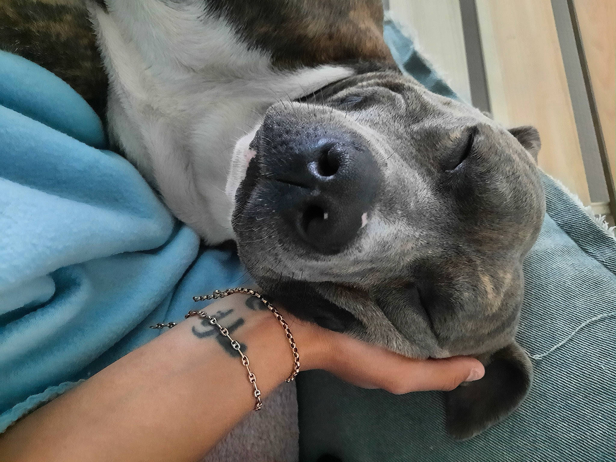 Tchek a rejoint le concours — aidez-le/la à gagner de superbes lots ! canidae, carnivore, collar, comfort, companion_dog, dog, dog_breed, dog_collar, ear, fawn, fur, grey, guard_dog, paw, selfie, snout, sporting_group, toy_dog, whiskers, working_animal