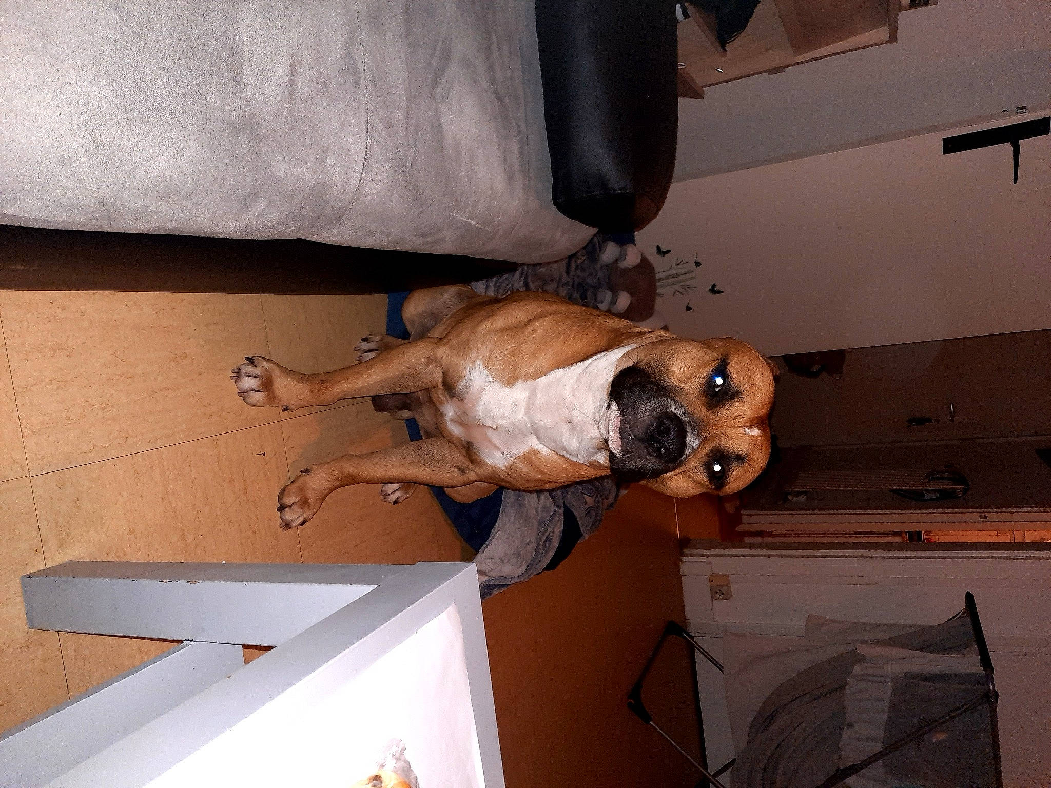 Kaïd a rejoint le concours — aidez-le/la à gagner de superbes lots ! canidae, carnivore, companion_dog, dog, dog_breed, fawn, sporting_group