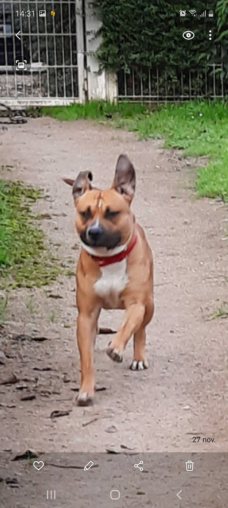 Kaïd participe au concours pour gagner de l'argent avec cette photo : american_pit_bull_terrier, american_staffordshire_terrier, bull_and_terrier, canidae, carnivore, dog, dog_breed, fawn, mammal, non_sporting_group, snout, staffordshire_bull_terrier, vertebrate