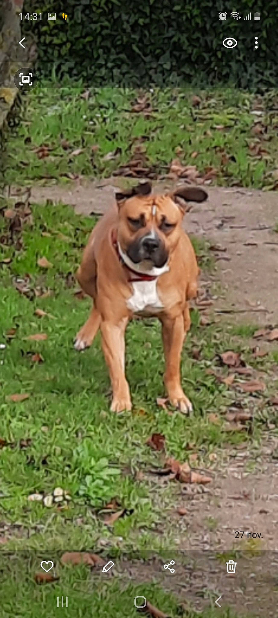 Kaïd a rejoint le concours — aidez-le/la à gagner de superbes lots ! american_pit_bull_terrier, american_staffordshire_terrier, black_mouth_cur, canidae, carnivore, dog, dog_breed, fawn, mammal, non_sporting_group, perro_de_presa_mallorquin, snout, staffordshire_bull_terrier, vertebrate