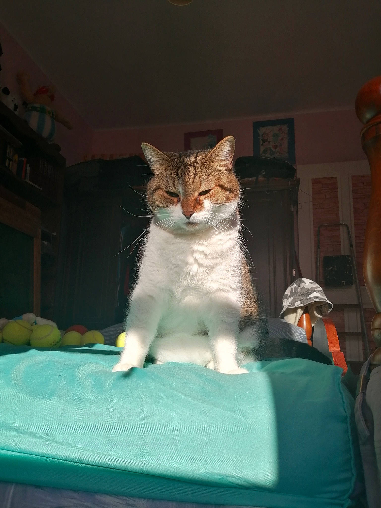 Biscotte participe au concours pour gagner de l'argent avec cette photo : carnivore, cat, domestic_short_haired_cat, felidae, fur, small_to_medium_sized_cats, snout, tail, teal, vertebrate, whiskers, whole_food