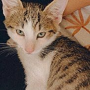 Mochi is registered to the contest to win money with this photo: cat, tabby, white_fur, green_eyes, close_up, pet, animal, feline, whiskers, ears, face, fur, indoor, resting, cute, looking_away, striped, domestic_cat, soft_light, grainy_texture