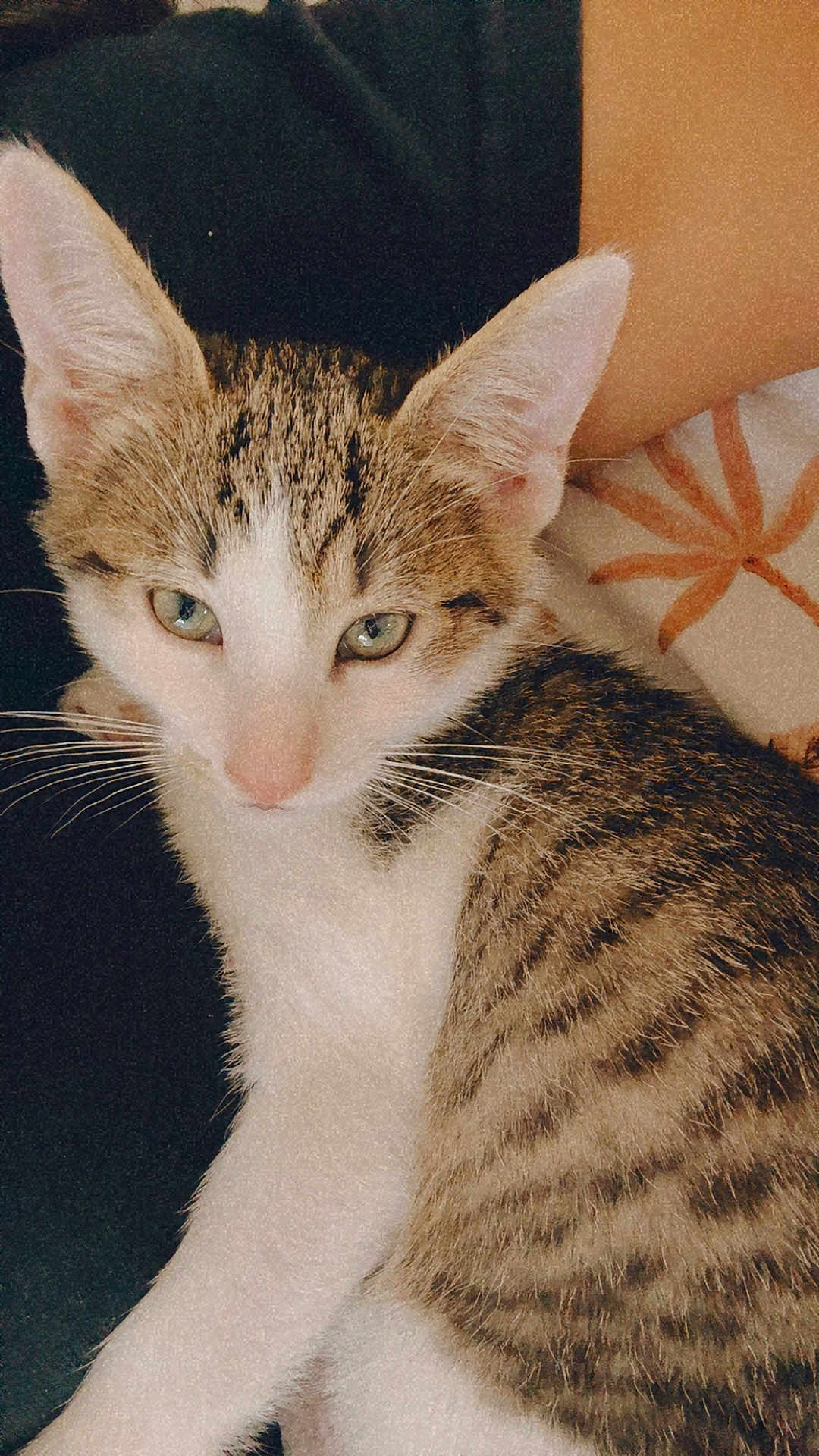 Mochi